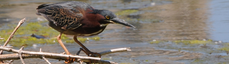 A green heron at the Nature Boardwalk at Lincoln Park Zoo, a WRD Environmental project.