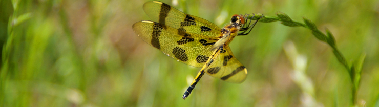 A dragonfly at Victory Centre of South Chicago, a WRD Environmental project that provides urban habitat A dragonfly at Victory Centre of South Chicago, a WRD Environmental project that provides urban habitat