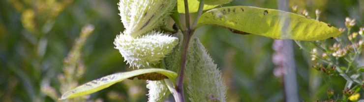 Milkweed at North Park Village Nature Center, a WRD Environmental project cultivating urban nature