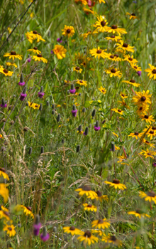 Native plants add to the sustainability of the LEED Silver facility.