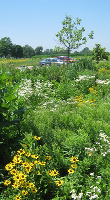 A re-created native habitat at the Douglas-Hart Nature Center