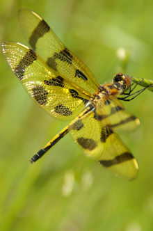 Reintroducing wildife to urban settings, like this dragonfly at Victory Centre South Chicago, a WRD Environmental project