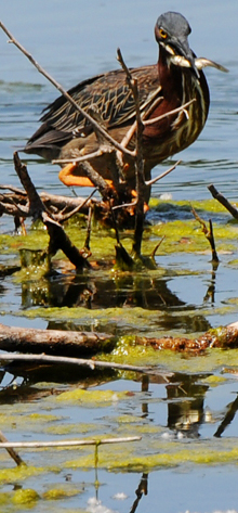 A green heron fishing