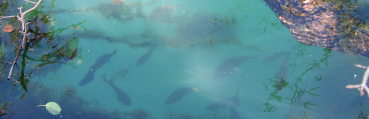 Fish find a safe haven at the Chicago River "Fish Hotel," a WRD Environmental project.