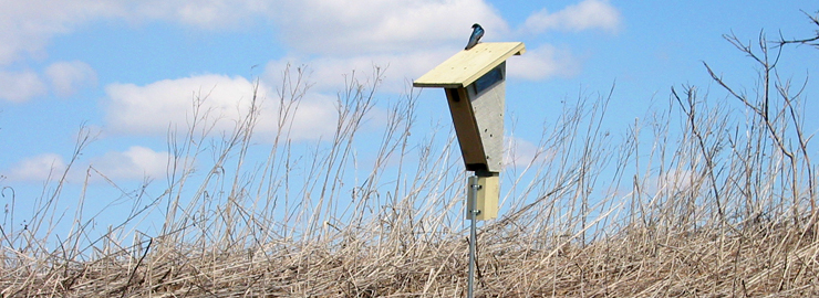 A bluebird takes advantage of a bluebird box near Prairie Crossing Charter School, a WRD Environmental project