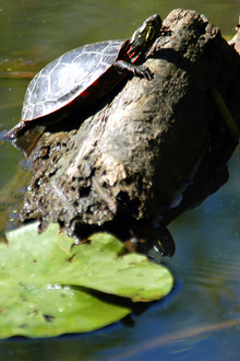 A sunning turtle is just one example of the abundant wildlife at North Park Village.