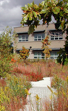 Wetland at the Chicago Center for Green Technology, a WRD Environmental project