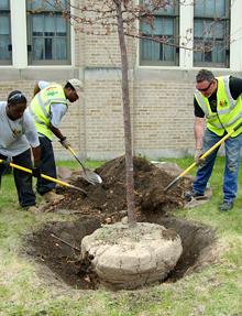 Greencorps Chicago trainees practicing their tree-planting skills Greencorps Chicago trainees practicing their tree-planting skills