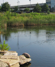 Ponds like this one at the Tellabs site now have improved water quality.