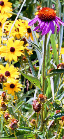 Purple coneflower and black-eyed susan, Midwestern native species that are among the staples of WRD designs