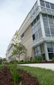 Blooming shooting star outside of Ball Horticultural Company's corporate office, whose landscape improvements were designed by WRD Environmental