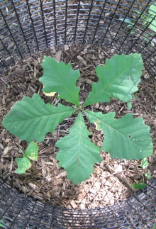 A bur oak seedling surrounded by a protective wire cage, installed by Day of Service volunteers.