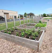 Raised beds of an edible garden at Clarke Headquarters