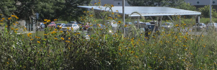 Native plantings border a solar carport at the Clarke Headquarters, a WRD Environmental project