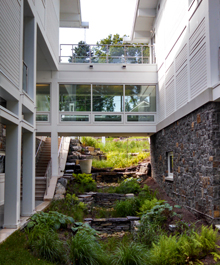 A showcase of native plants at the Kanfer Residence at Chautauqua Institution