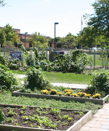 Planting beds at the Western Avenue School edible garden