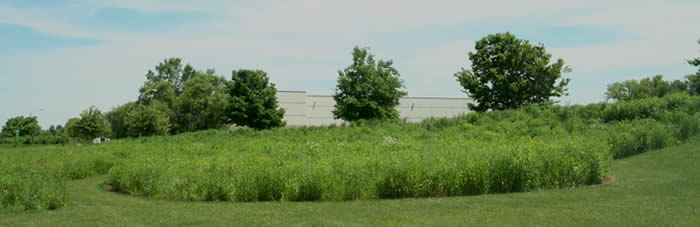 Prairie landscape at Clarke Headquarters, a WRD Environmental project