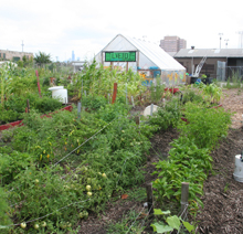 Lush rows of produce in the garden